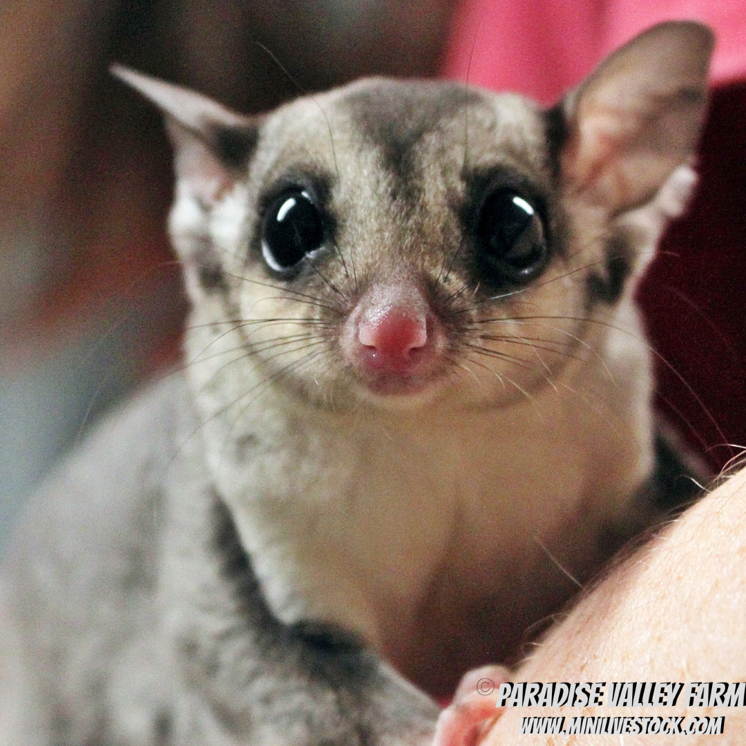 little pets for sale