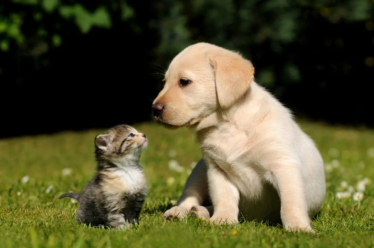 best puppy for cats