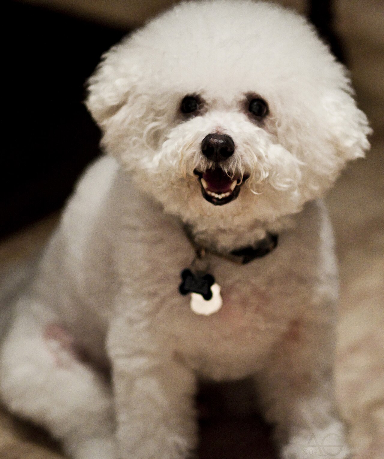 show me a picture of a bichon