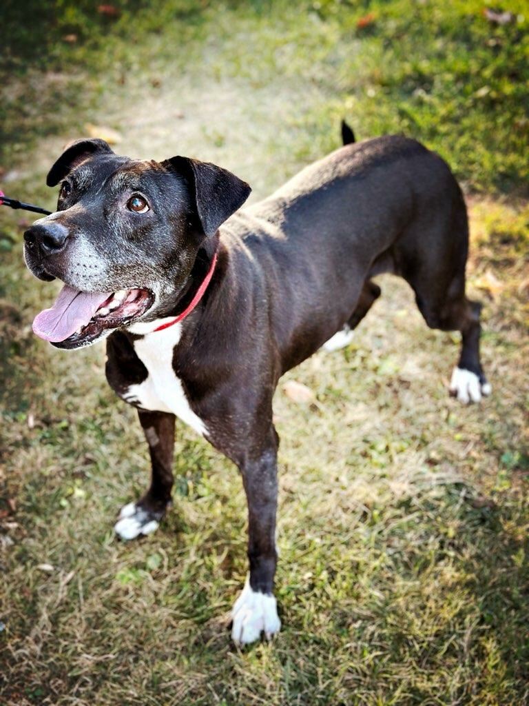 petfinder mechanicsburg pa