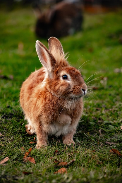 ginger rabbit