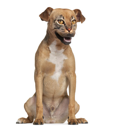 can a cat and a dog breed