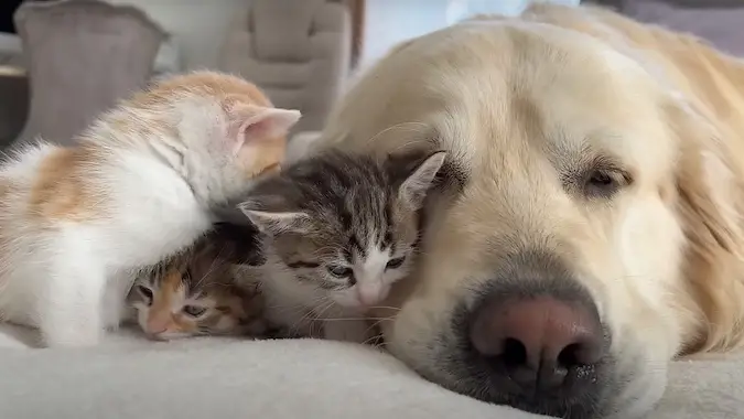 cute dog and cat