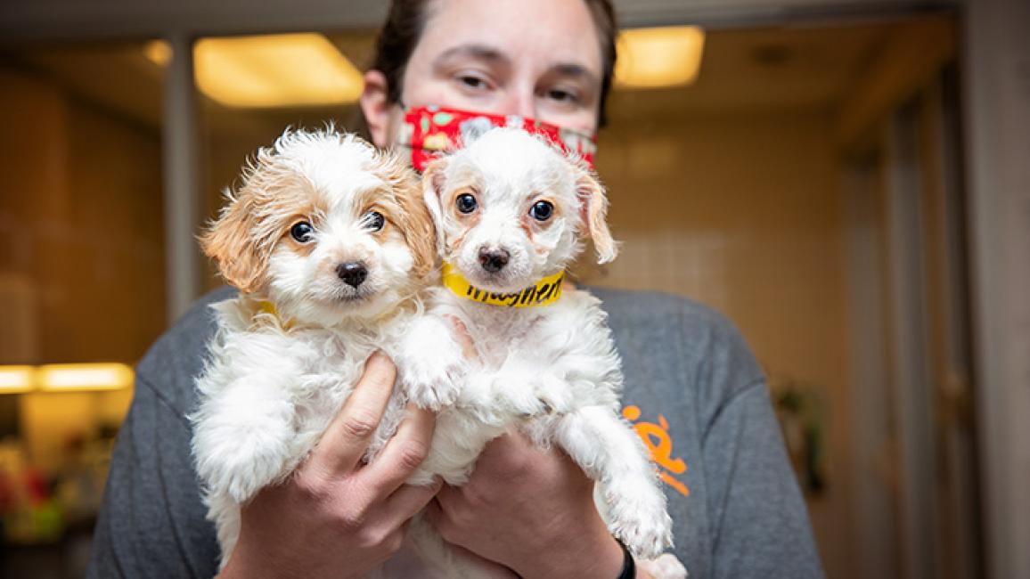 services offered by best friends pet adoption center