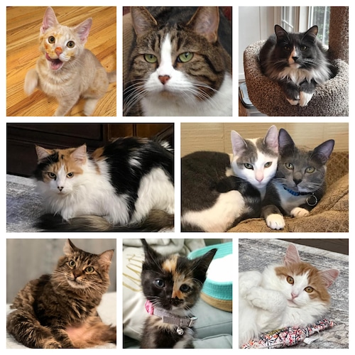 cat rescue birmingham