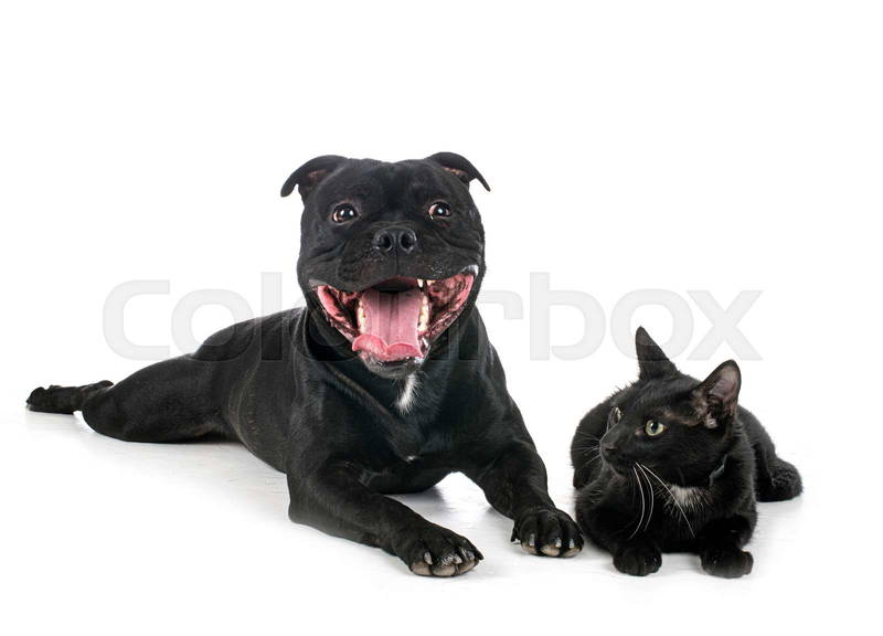 staffordshire bull terrier with cats