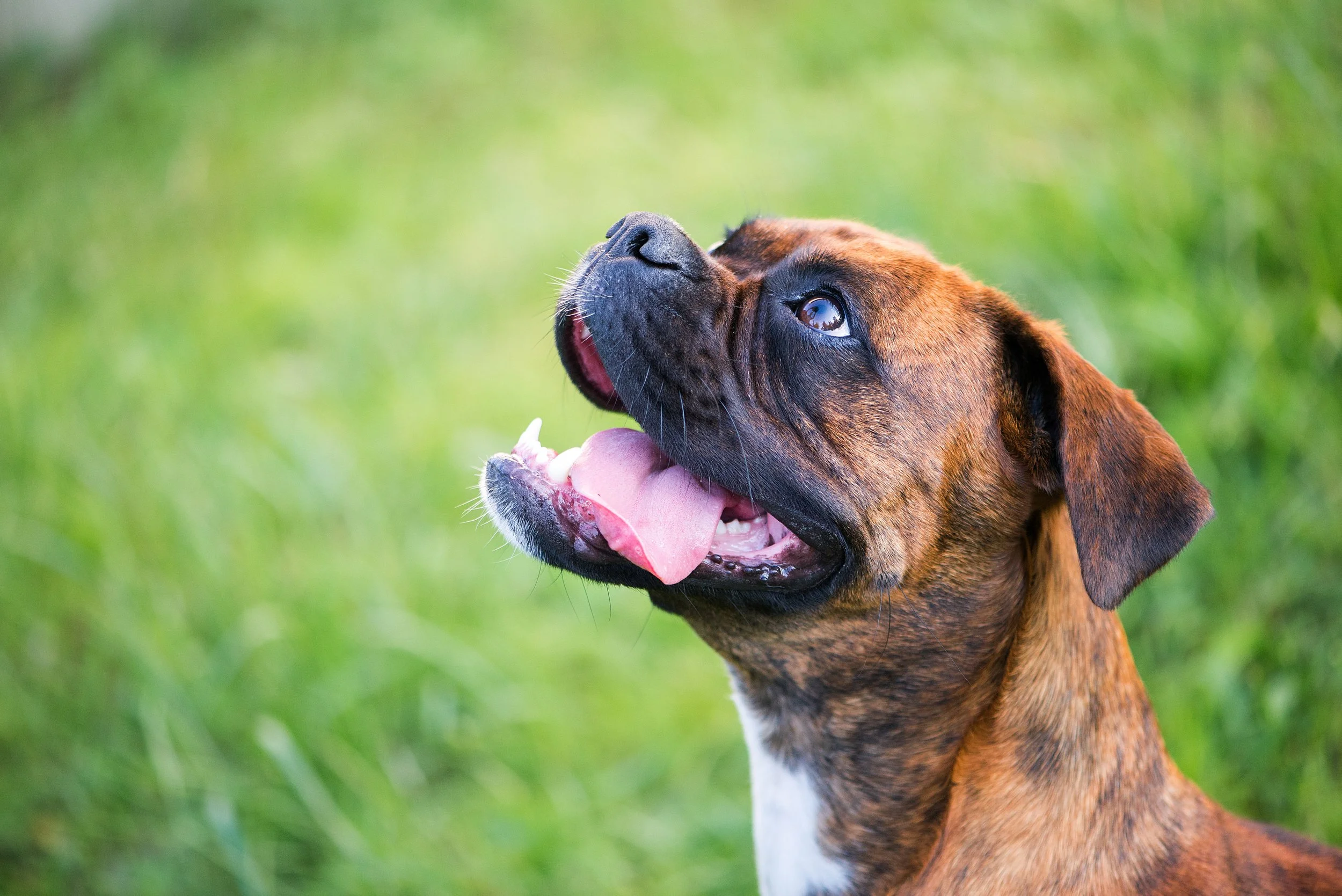 tennessee boxer rescue