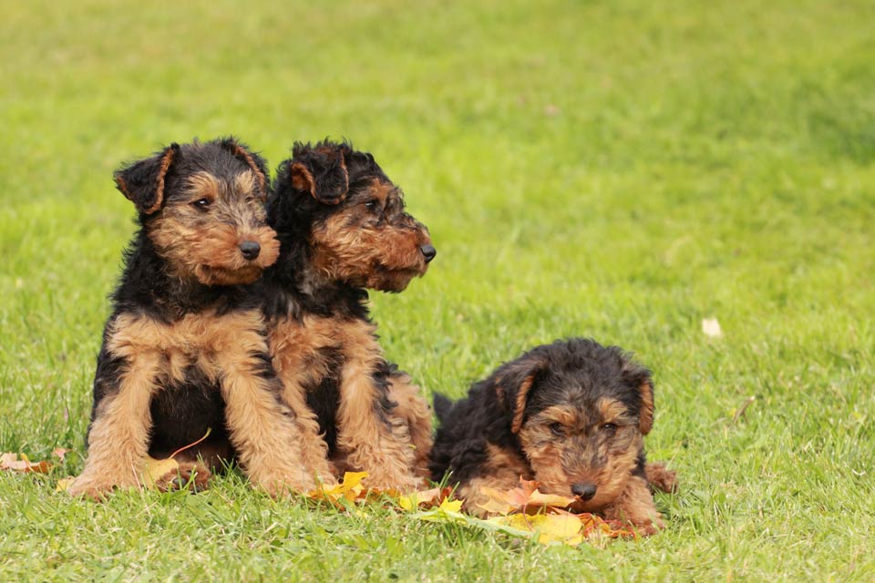 welsh terrier price