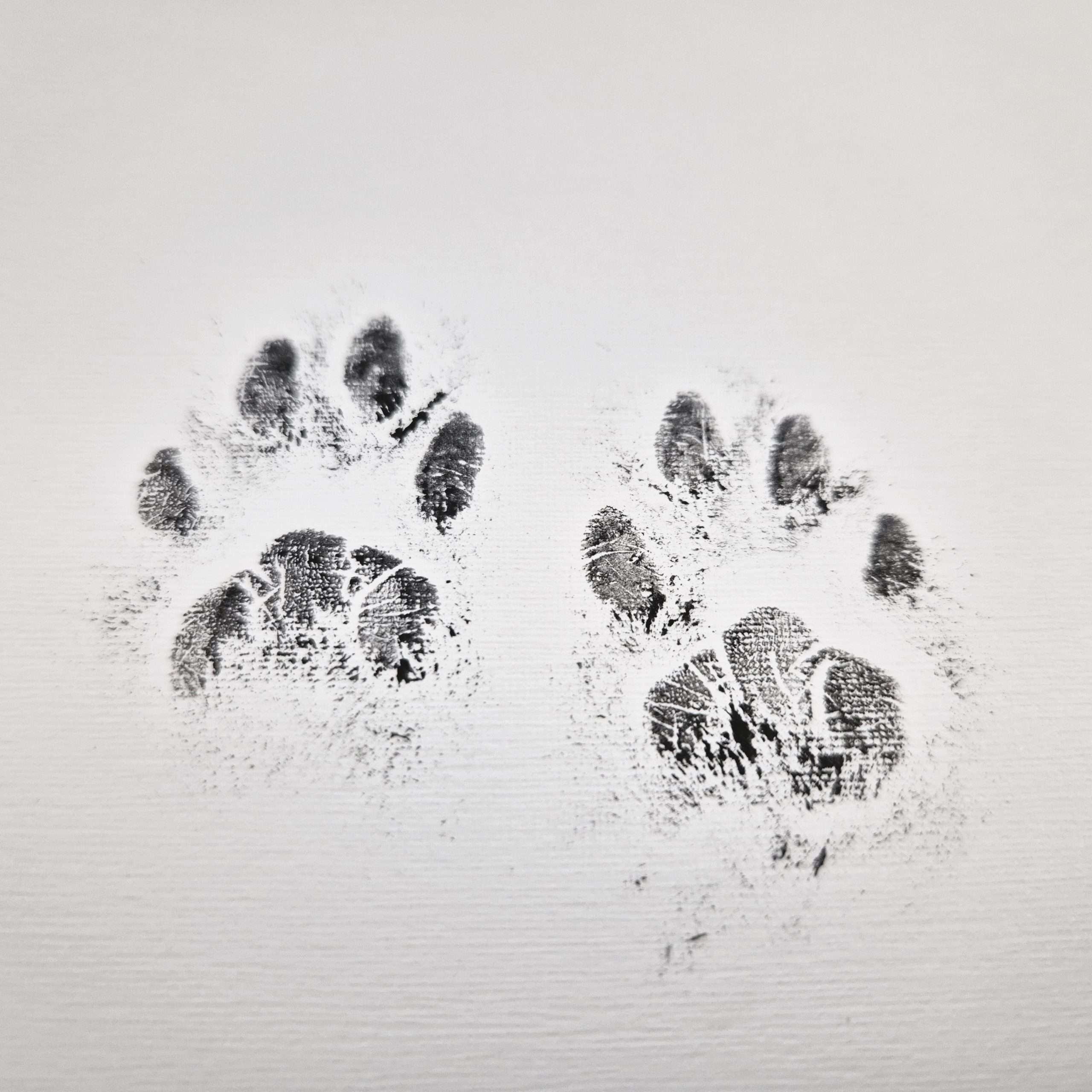 kitten paw print