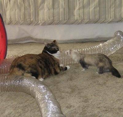 do ferrets kill cats