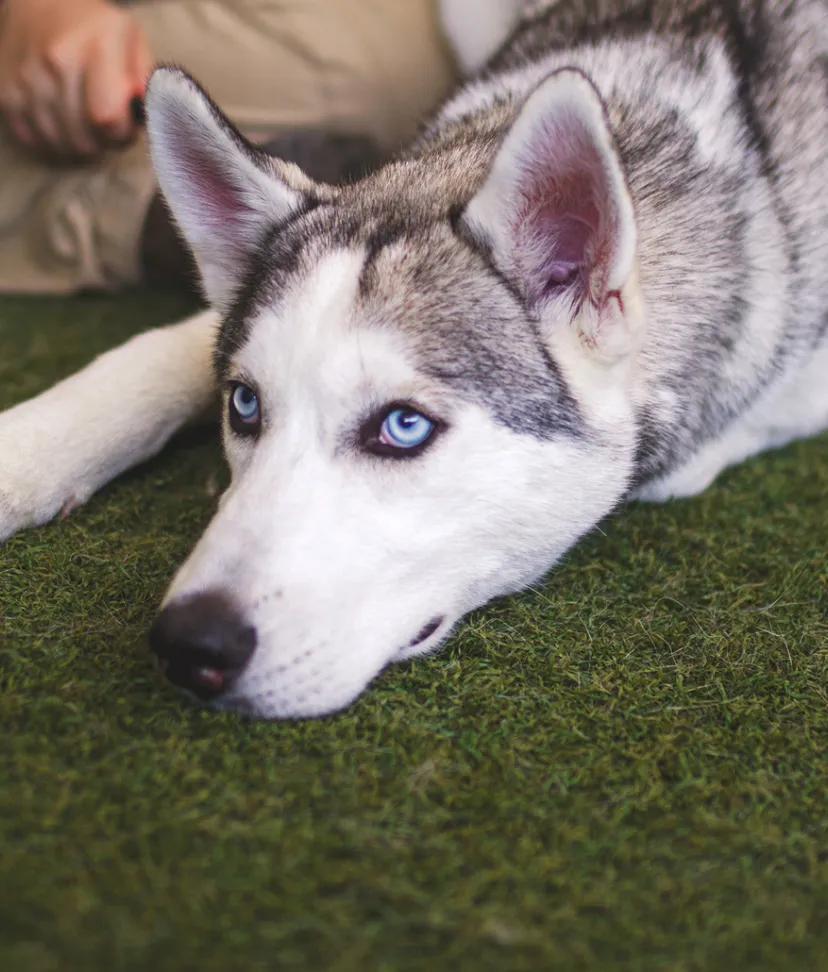 dog rehoming shelters