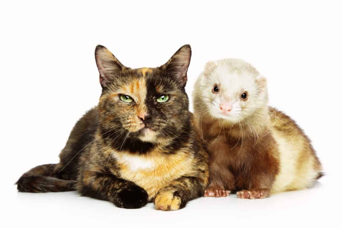 do ferrets kill cats