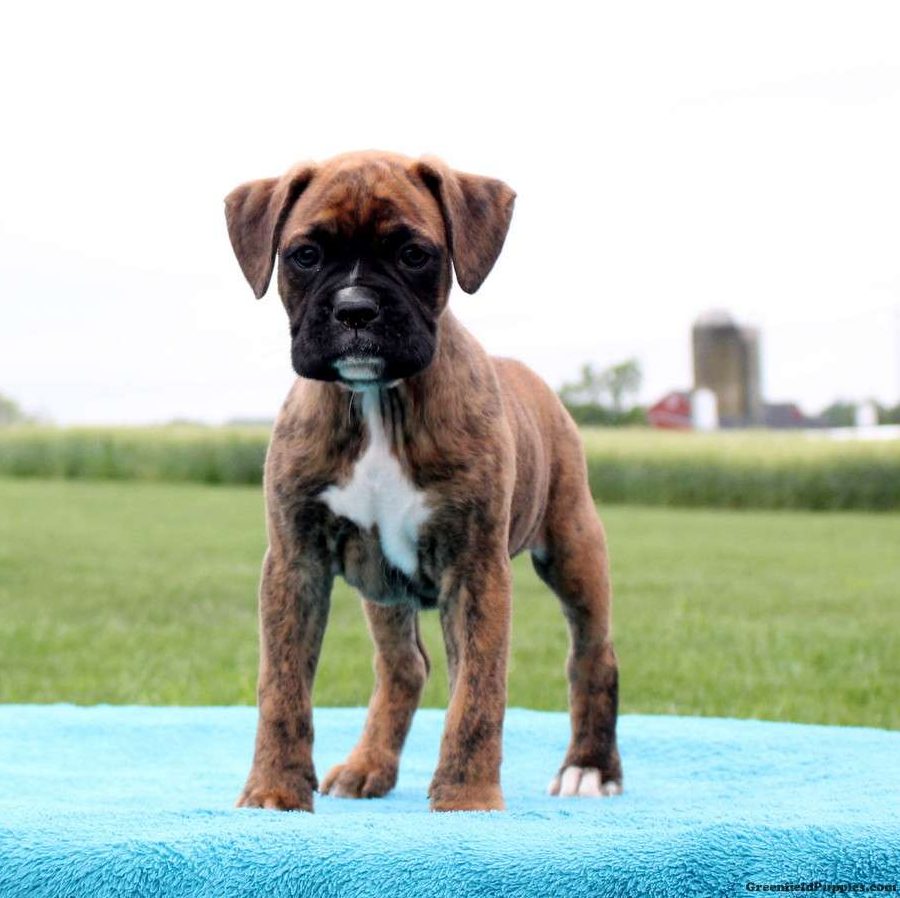 boxer puppies for sale illinois