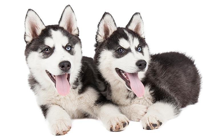 husky puppies florida