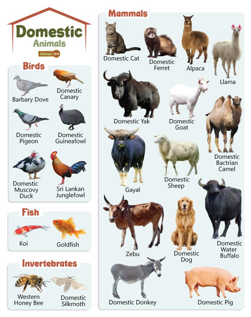 list of domestic animals