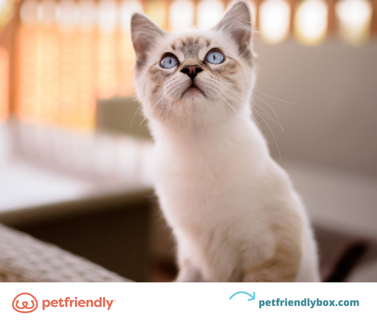 what cat is best for me quiz