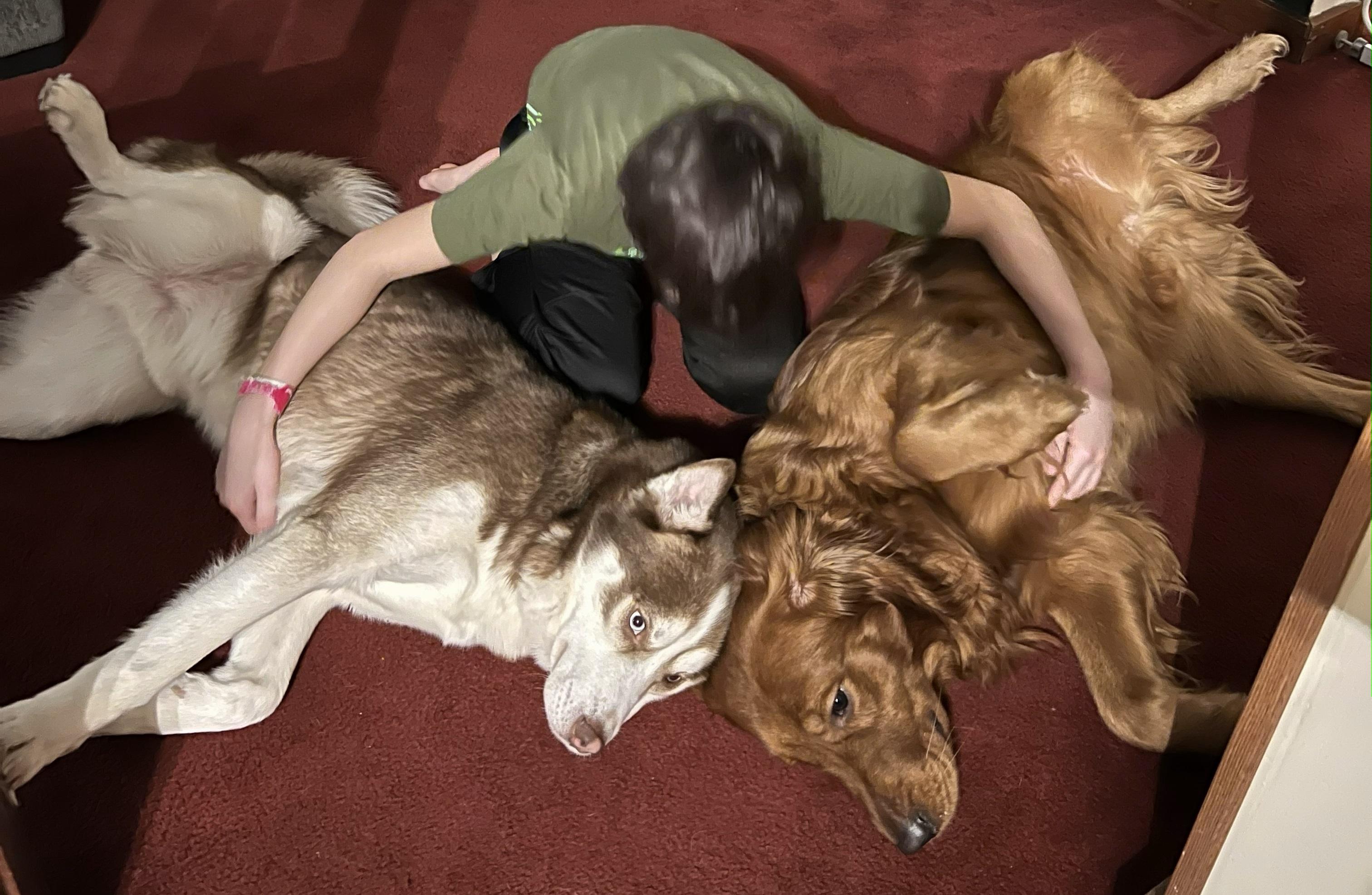 petfinder mechanicsburg pa