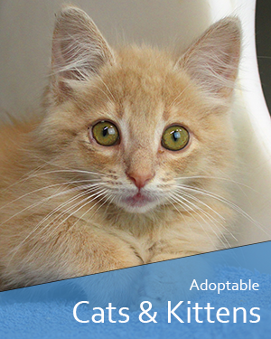 animal adoption tallahassee fl