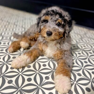 bernedoodles hypoallergenic