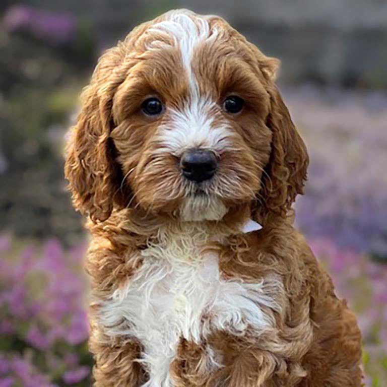 goldendoodle breeders connecticut