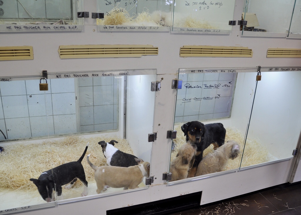 pet stores with dogs