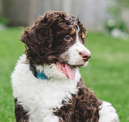bernedoodle rescue virginia