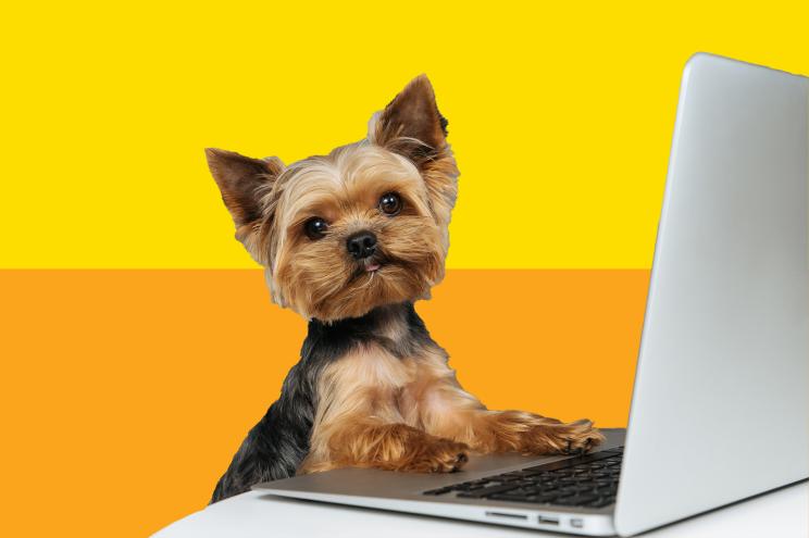 buying dog online