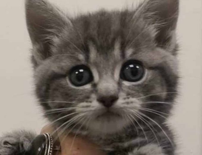 cat rescue birmingham uk