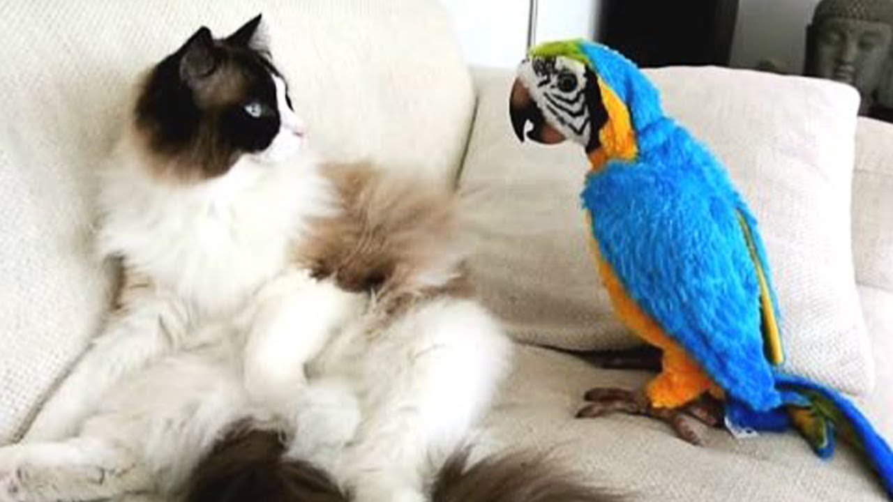 cats and parrots