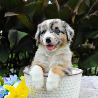 australian shepherd for sale georgia