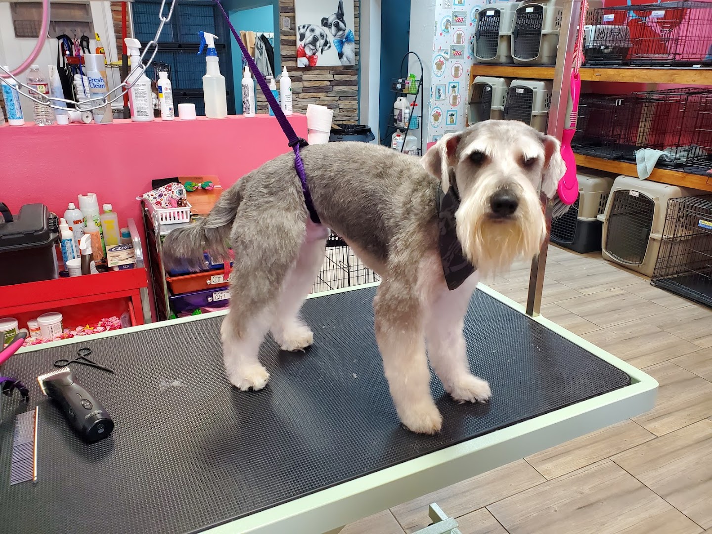 puppy love grooming ne