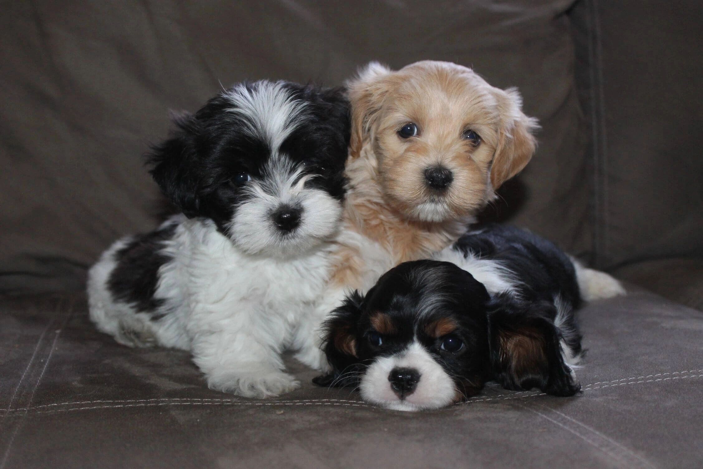 dog breaders near me