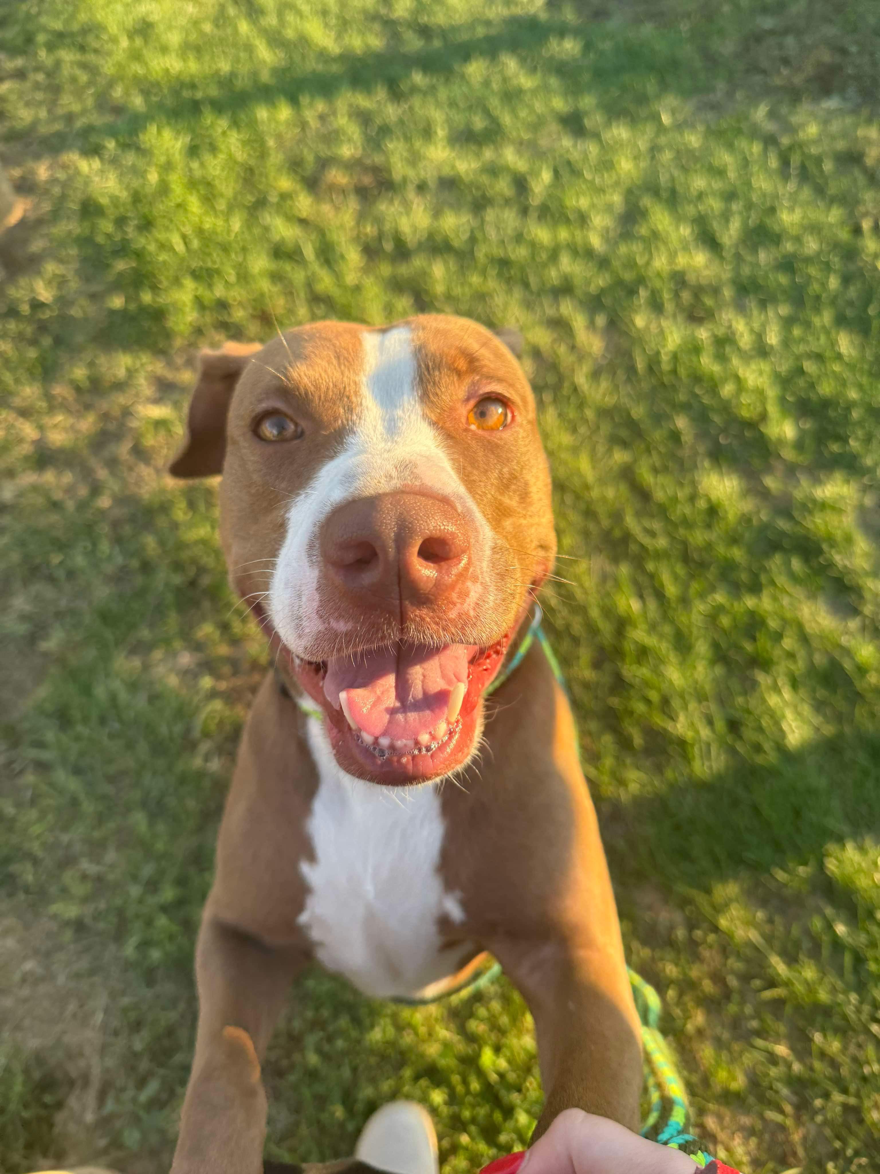 petfinder mechanicsburg pa