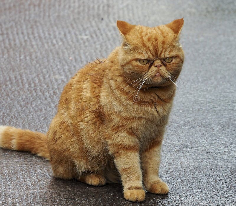 grumpy cat orange