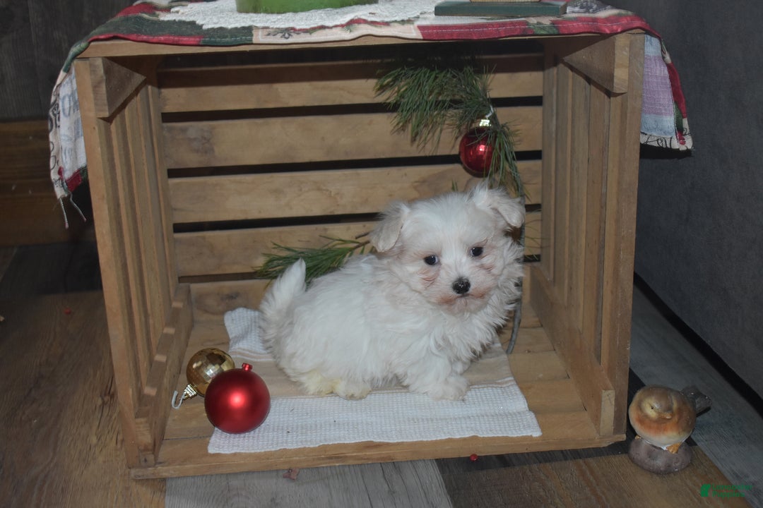 maltese puppies for sale near me under $300
