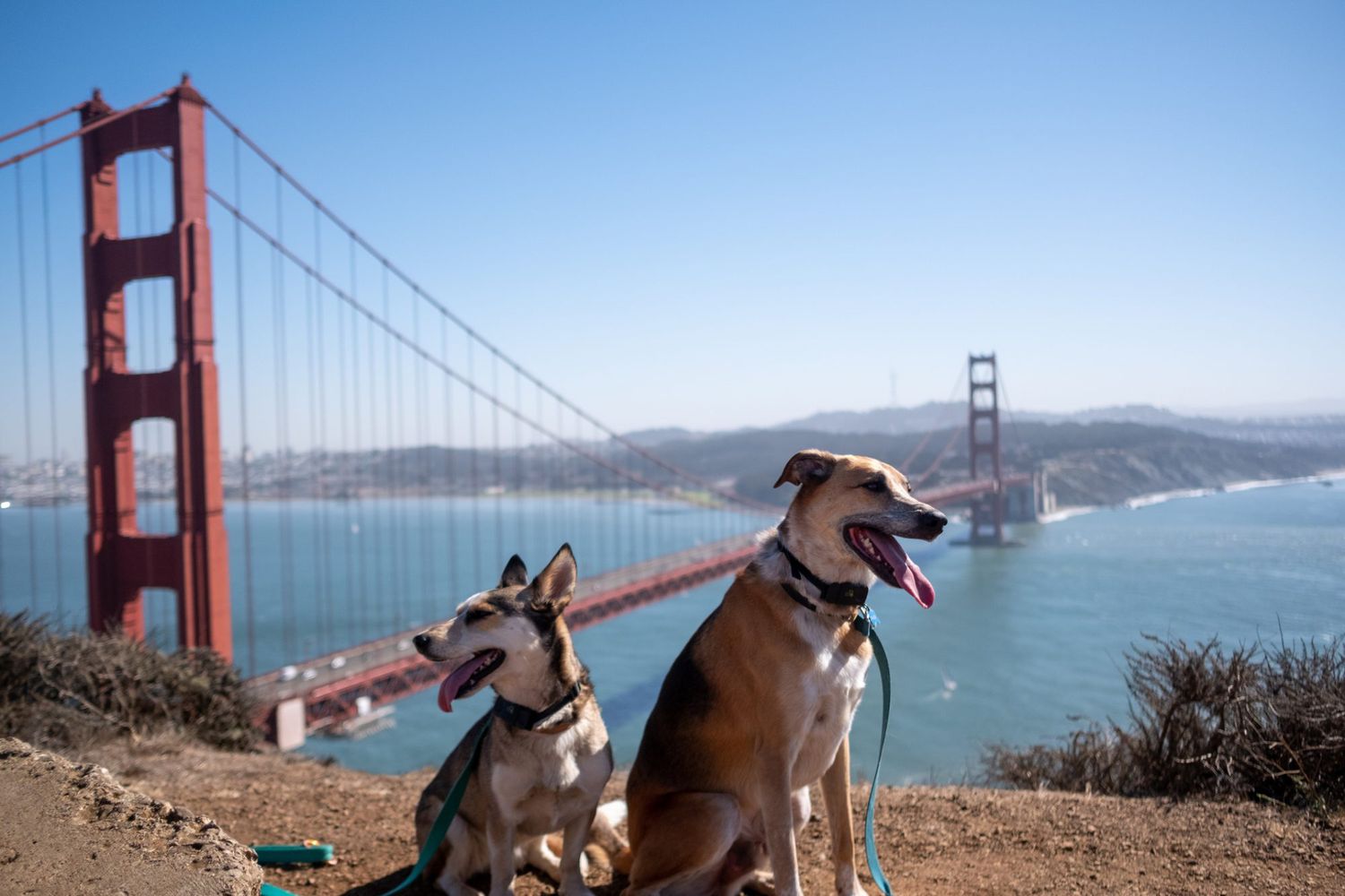 best places to travel with dogs in the us