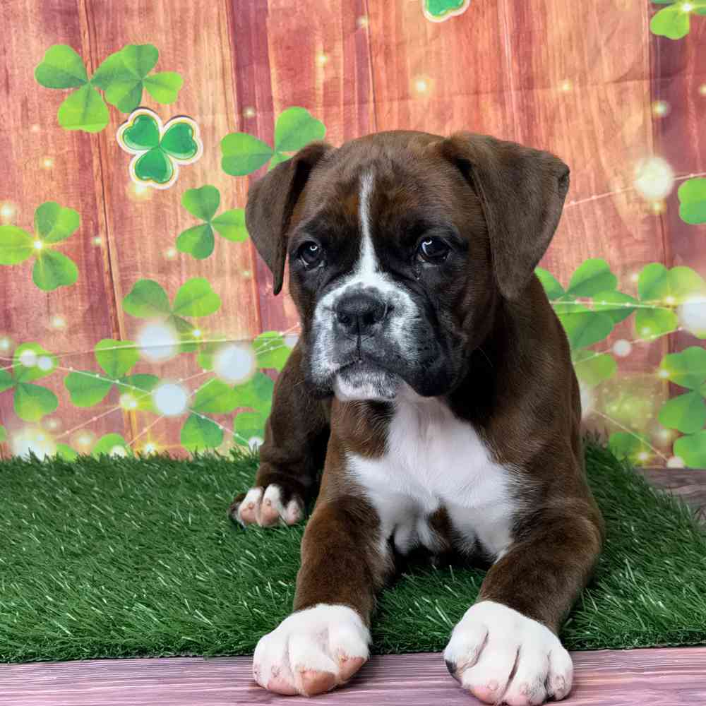 boxer puppies texas