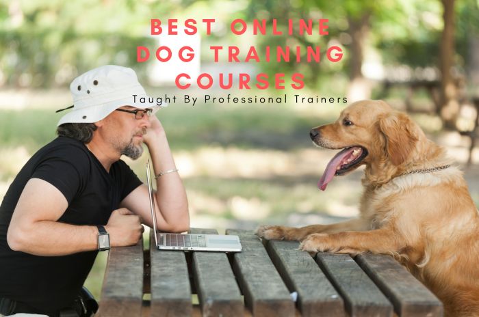 best online dog training