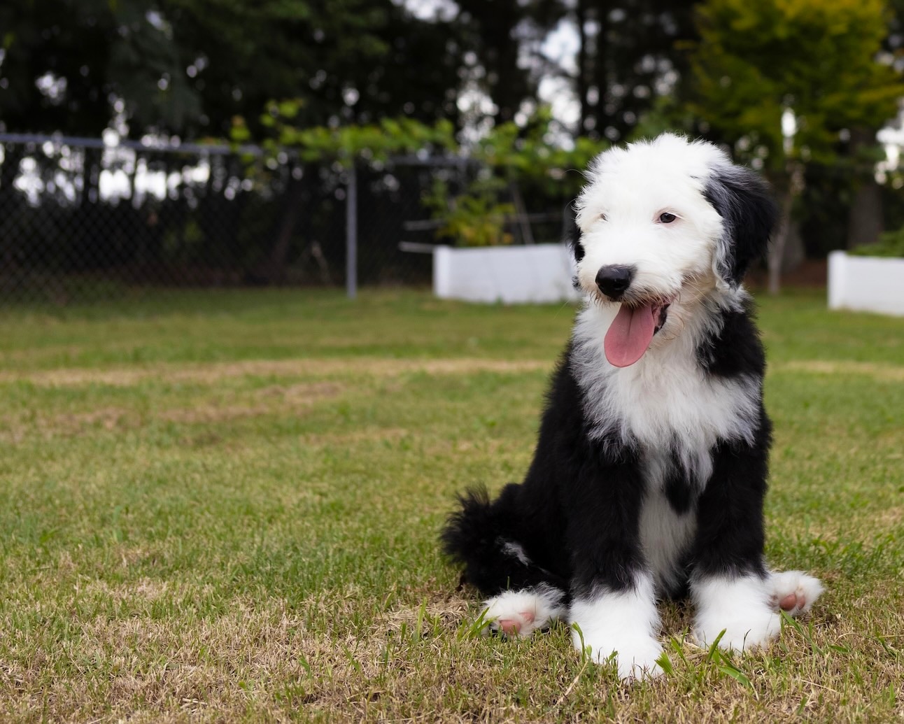 old english sheepadoodle