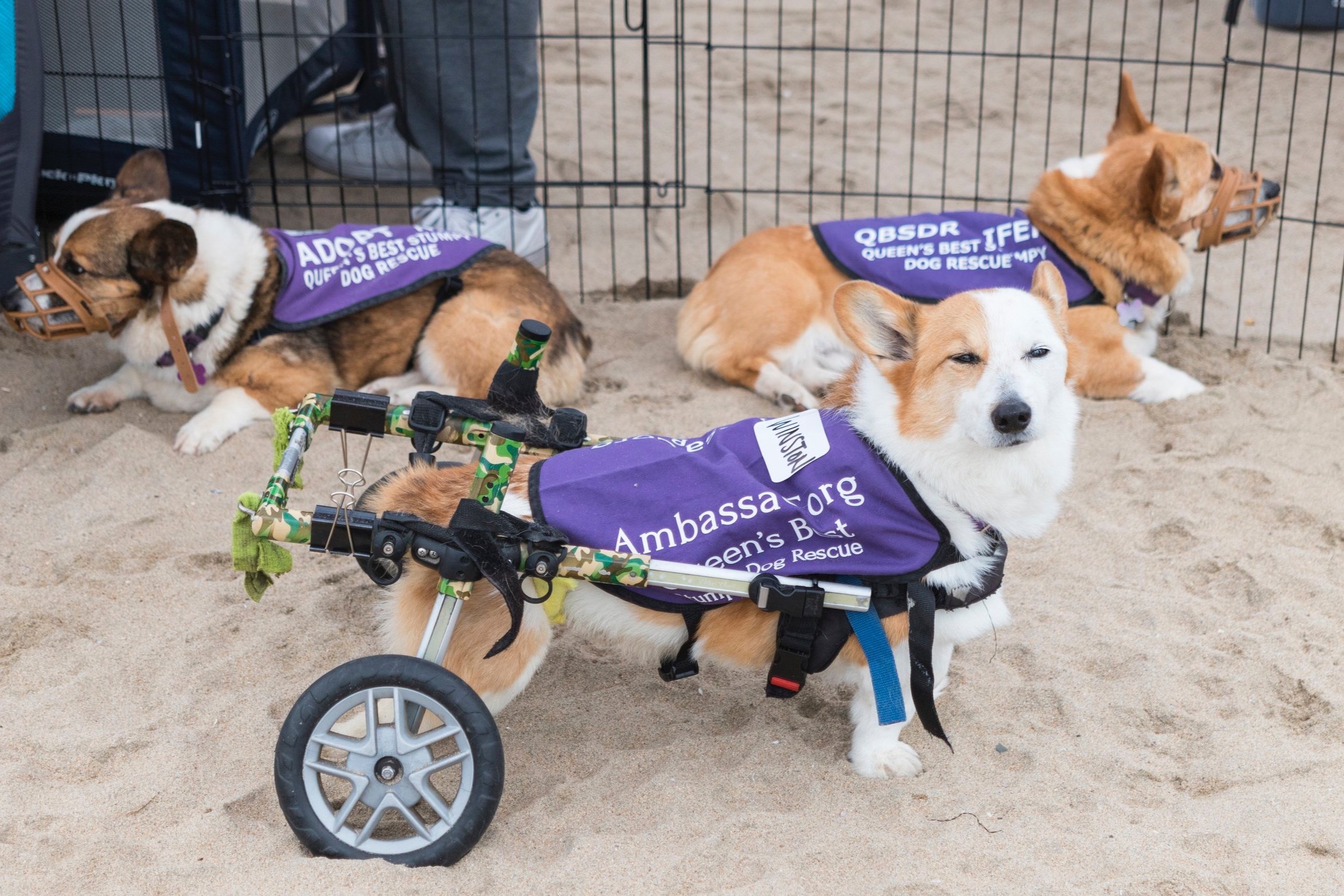 best dog rescue organizations