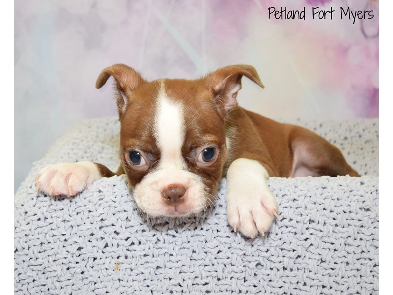 red boston terrier puppy