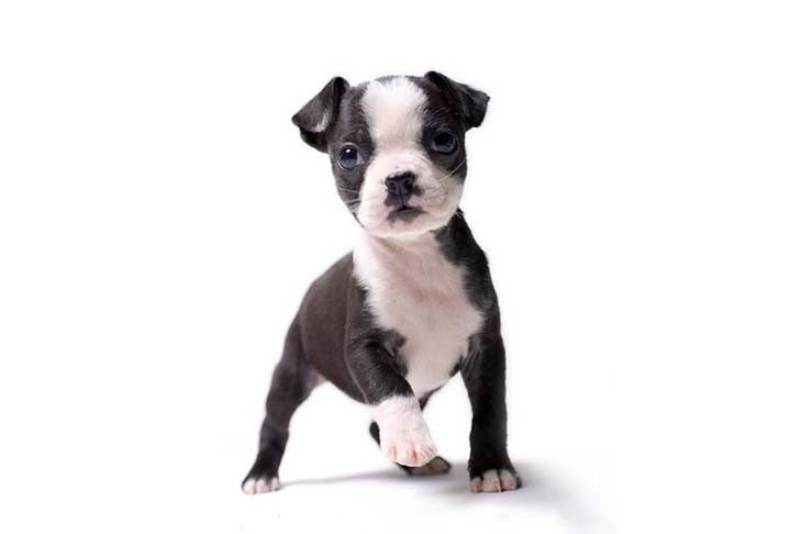 teacup boston terrier puppies for sale near me