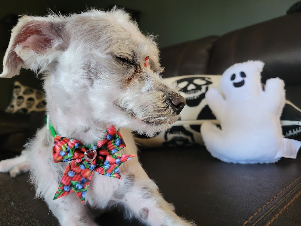 puppy love grooming ne