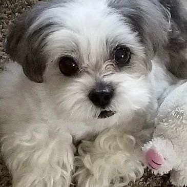 illinois shih tzu rescue