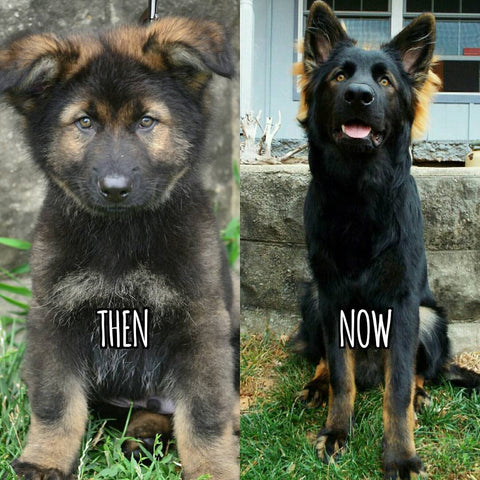 german shepherd puppy to adult