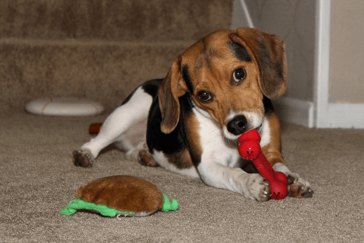 beagle puppy for sale in northern il