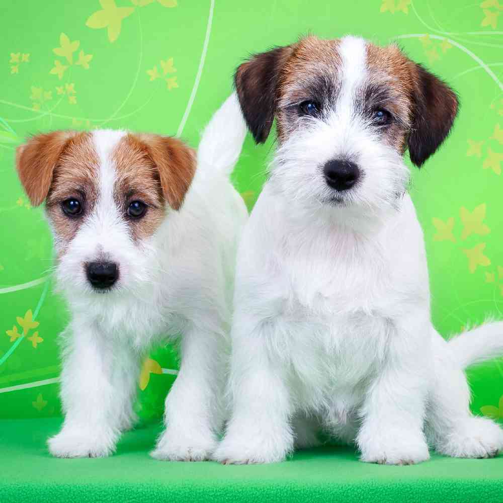 jack russel puppies for sale near me