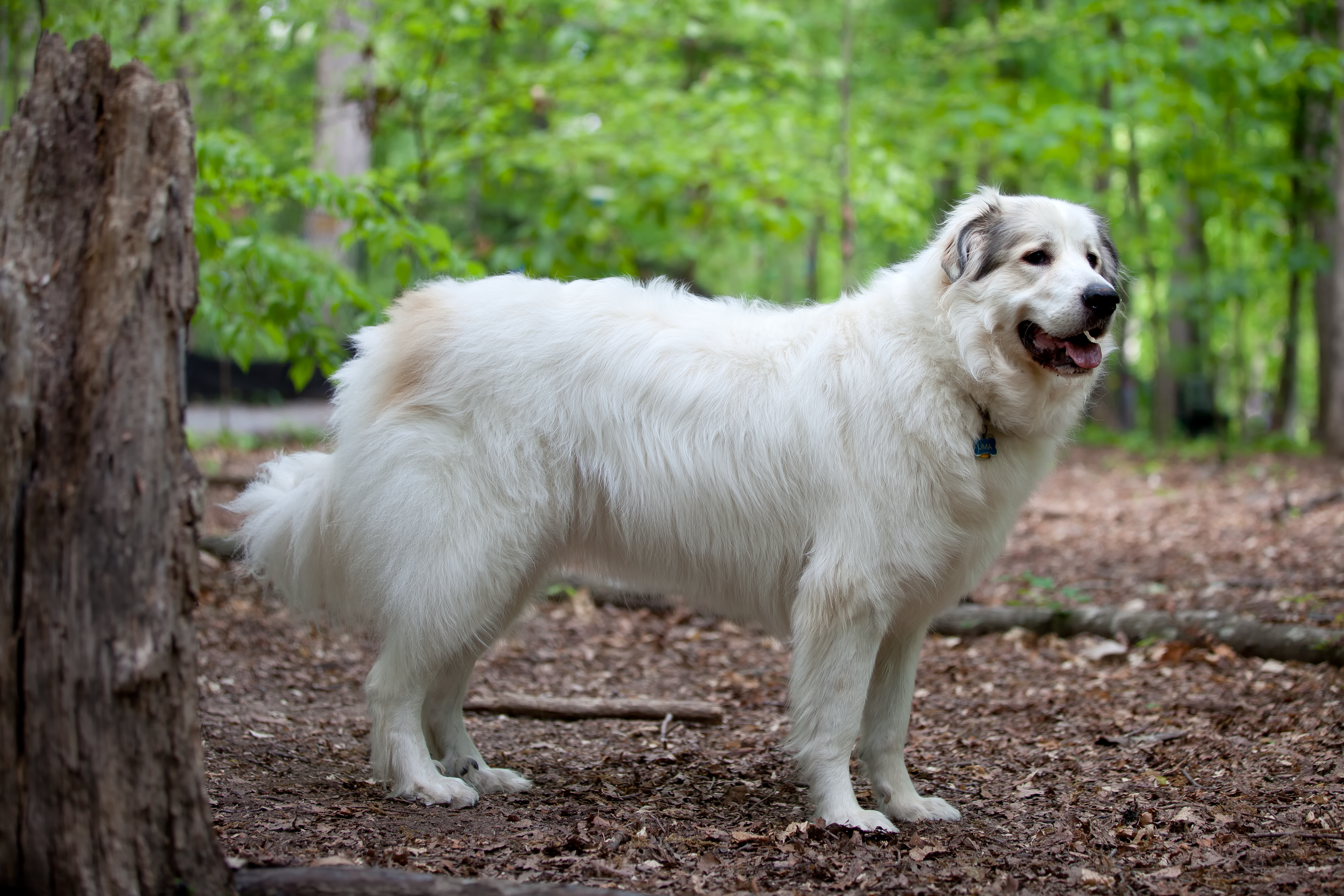 grey great pyrenees