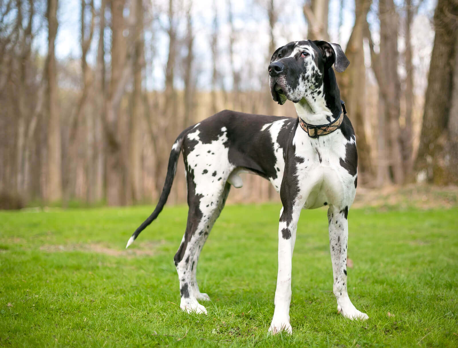 great dane puppies for sale in florida