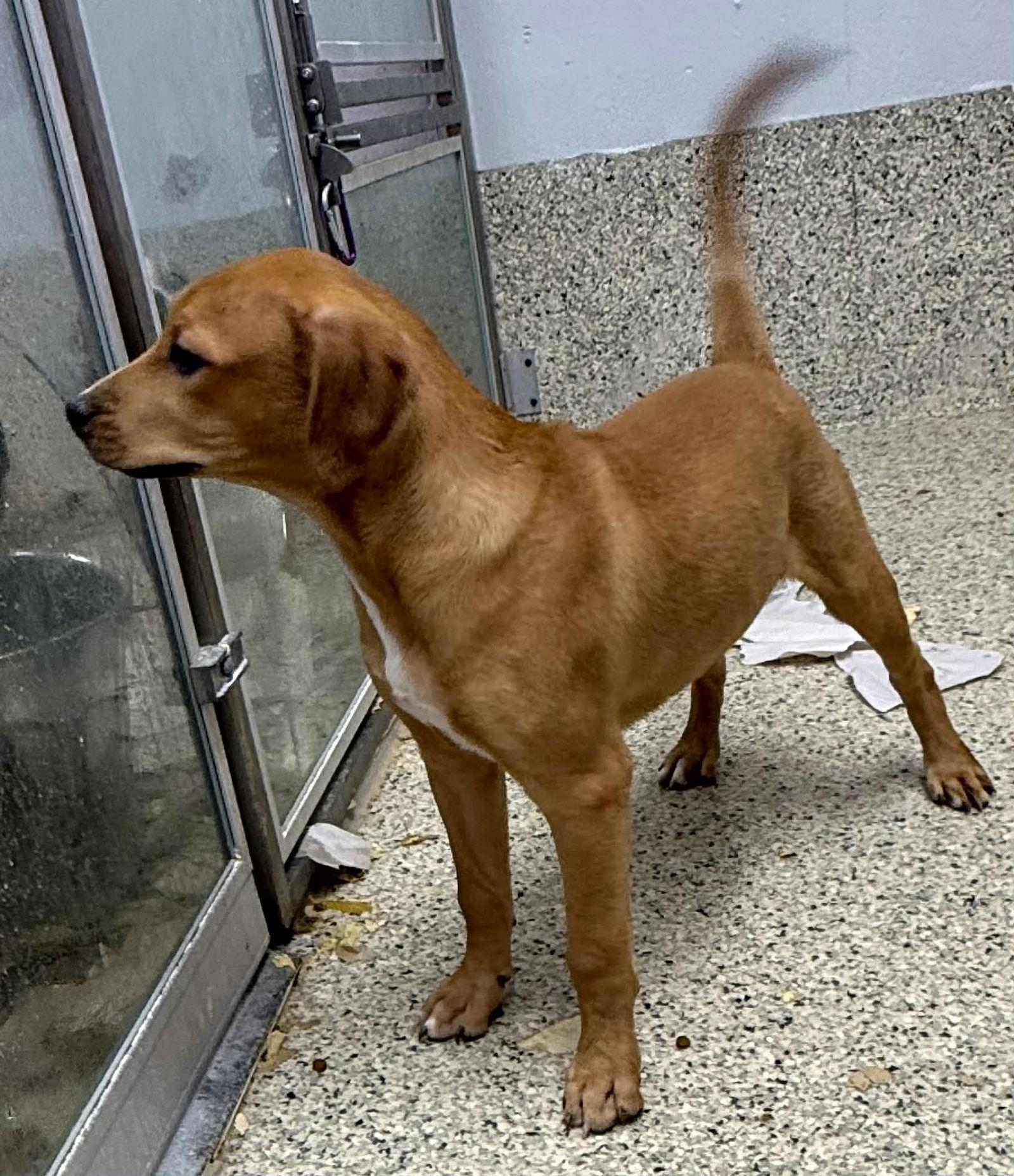 petfinder mechanicsburg pa